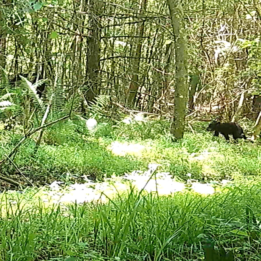 Bear Cubs
