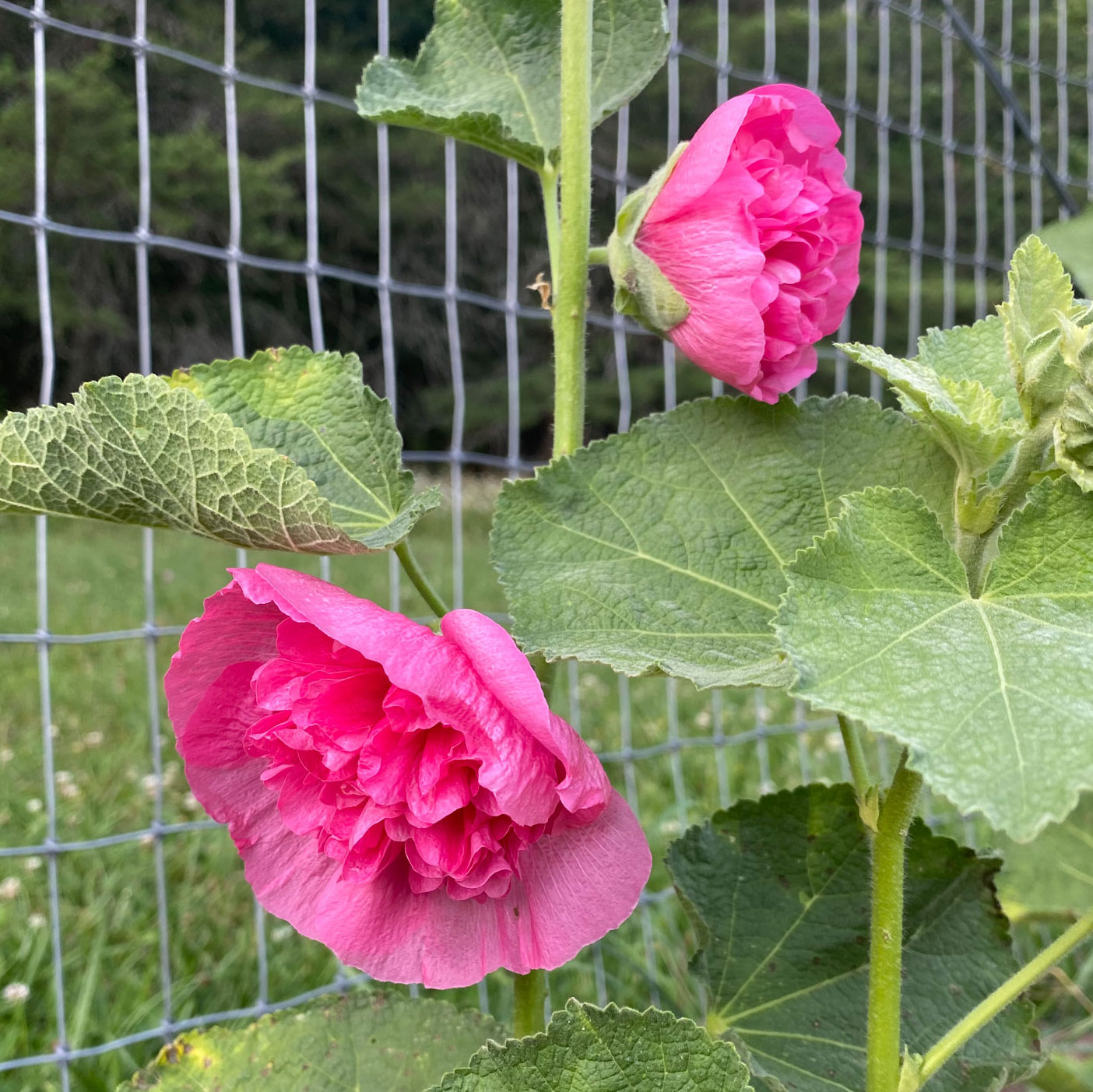 Hollyhocks are Blooming