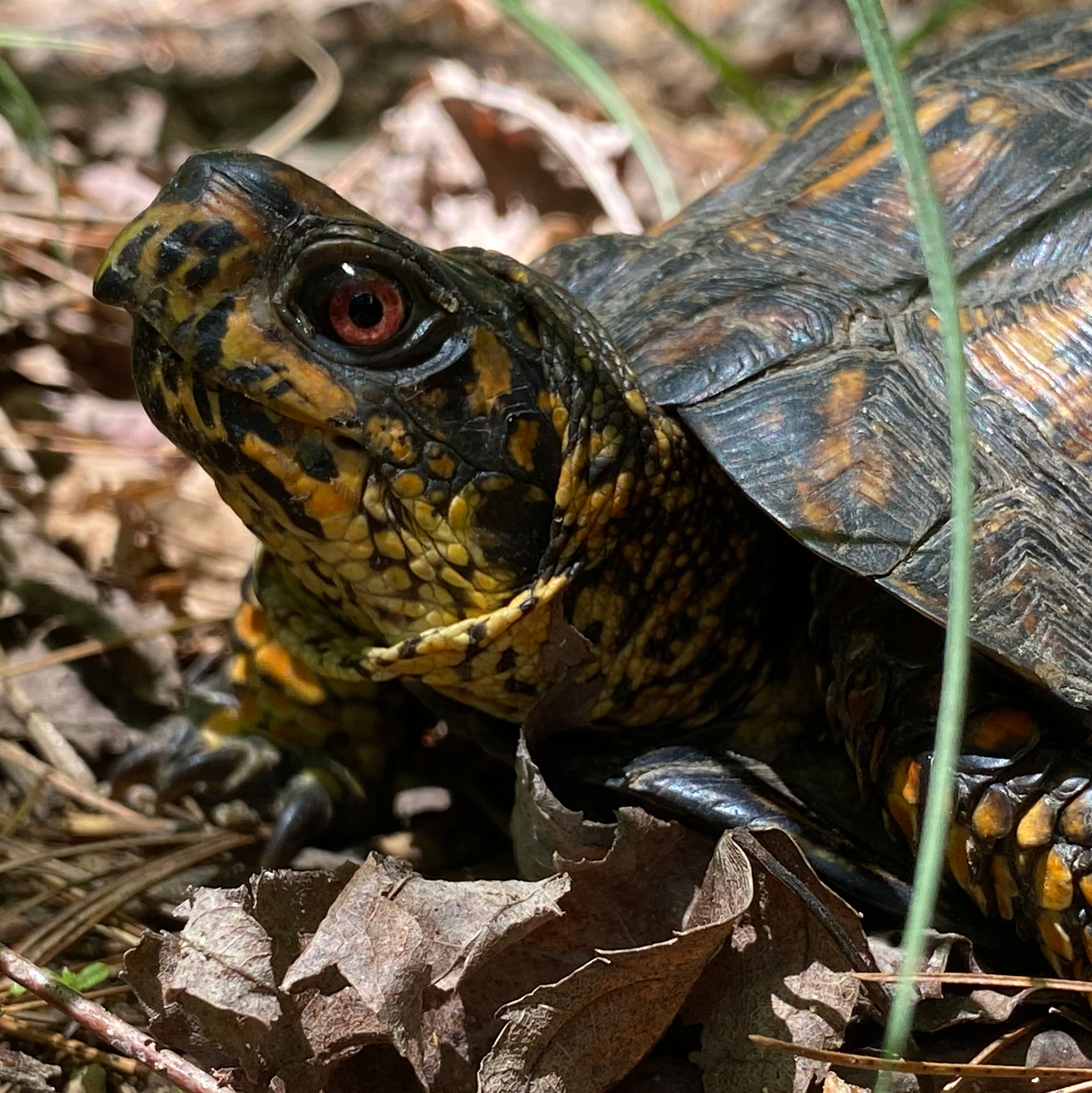Box Turtle Season