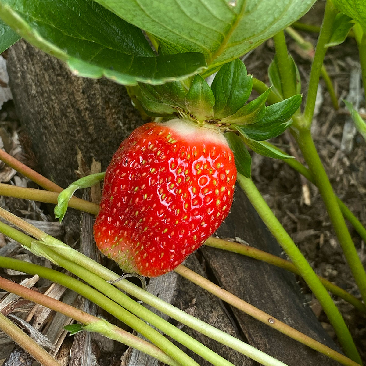 Garden Stuff