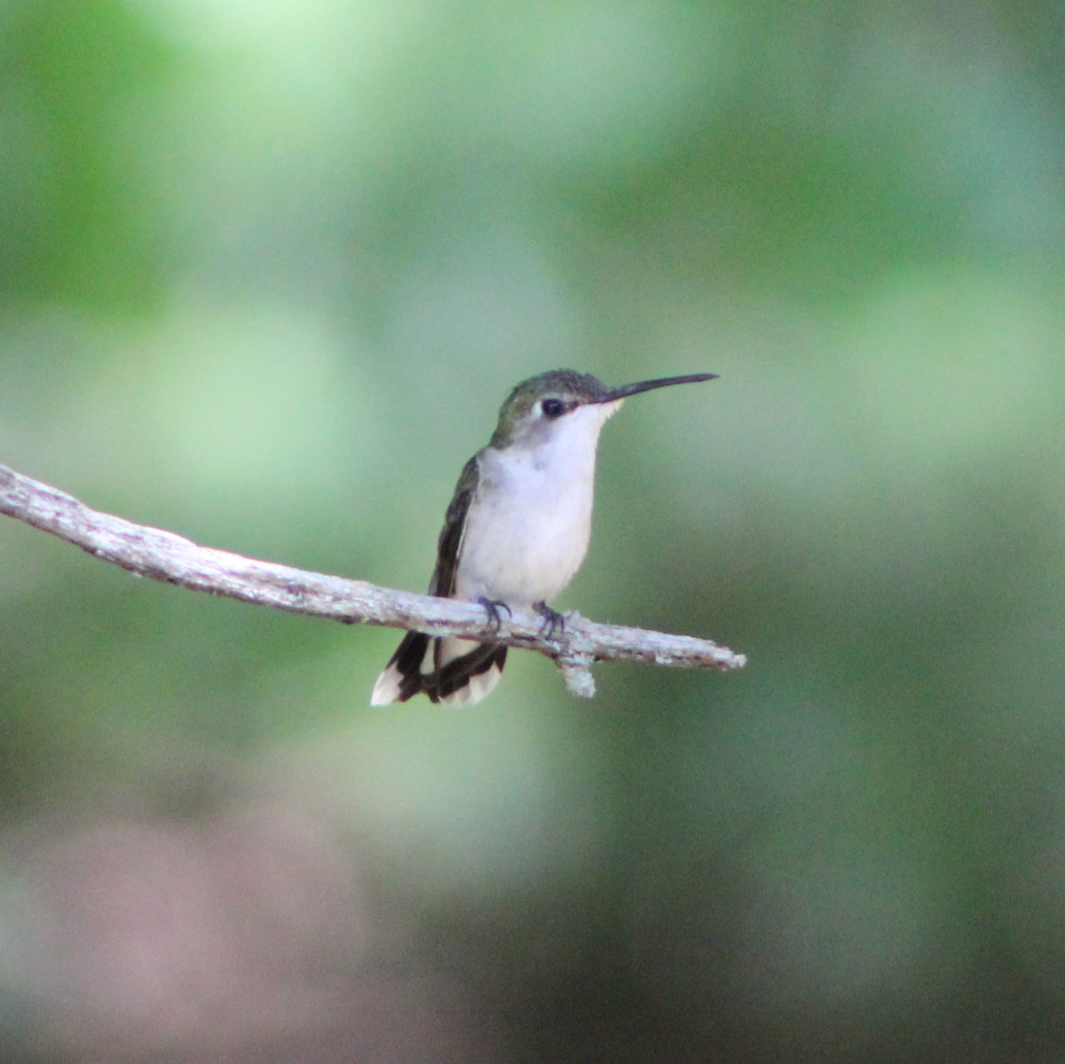 Hummingbirds