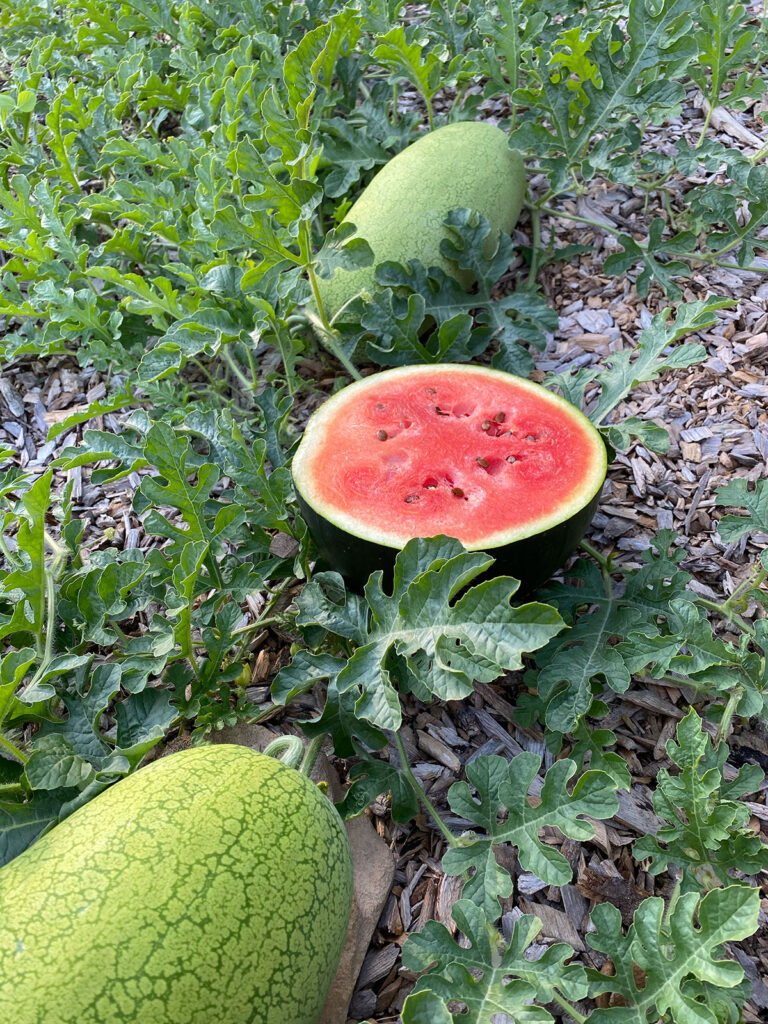 Two watermelons still growing on a large leafy plant, with a third watermelon cut in half between them.