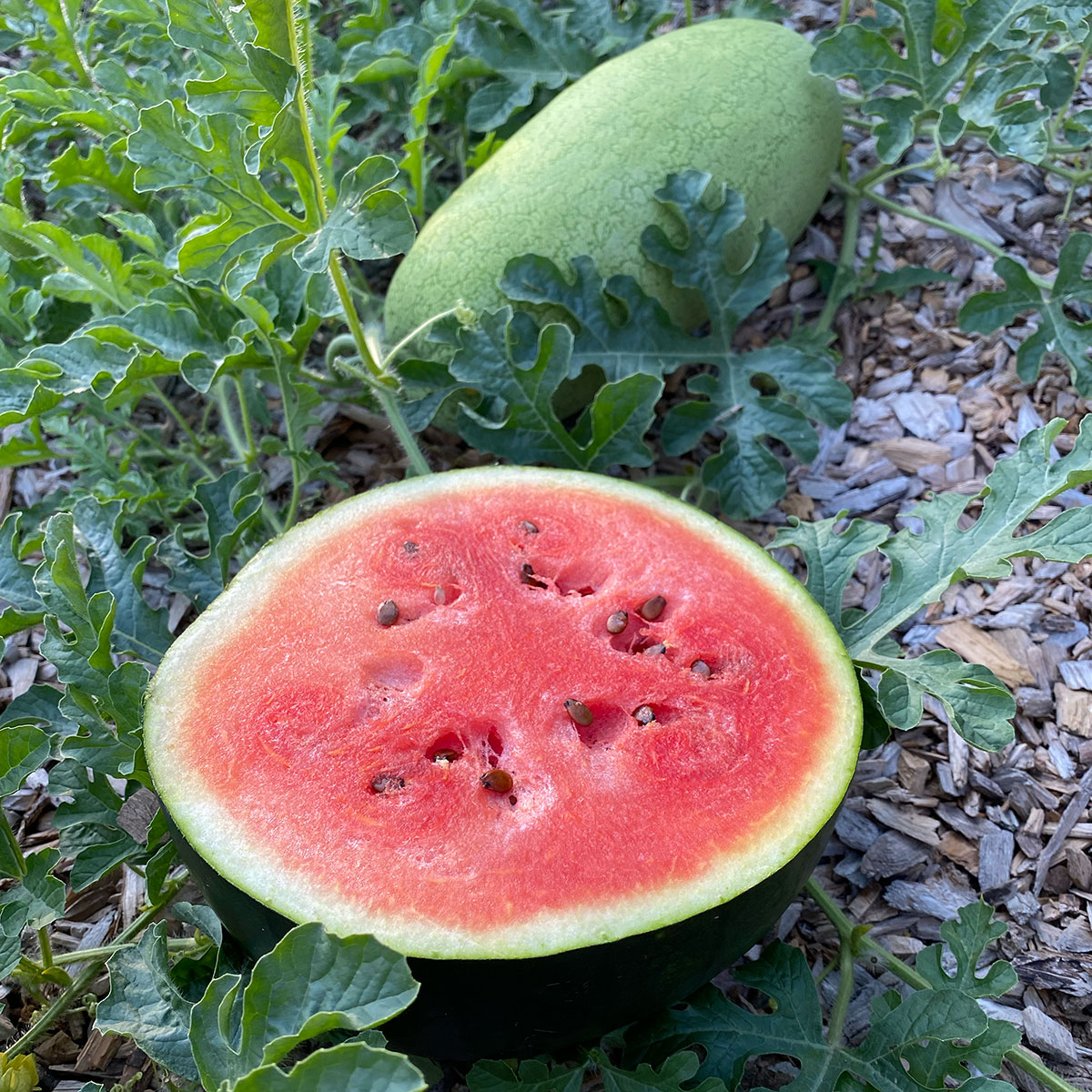 Watermelons